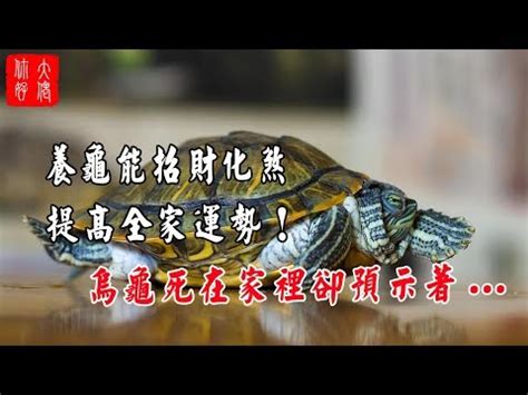 烏龜代表什麼|龜鱉目